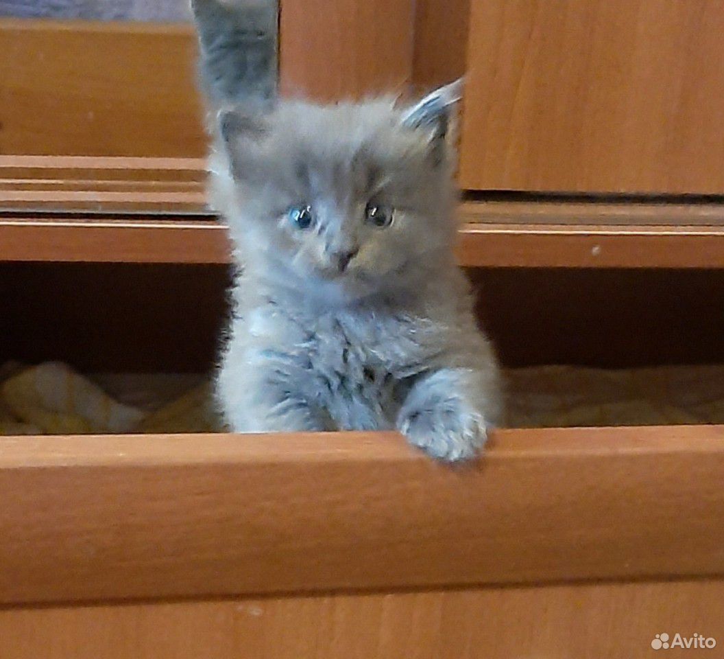 Кот купить на Зозу.ру - фотография № 1