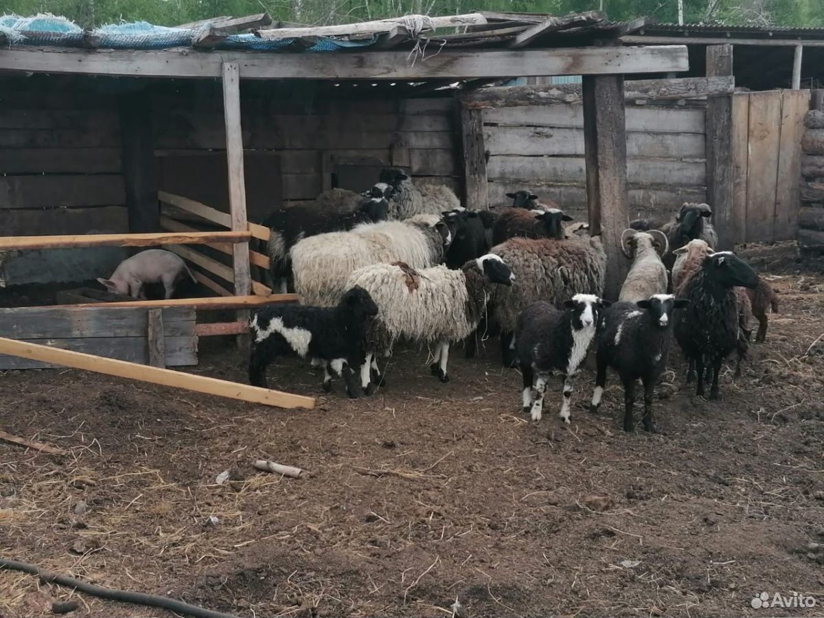 Баран, овцы, ягнята купить на Зозу.ру - фотография № 1