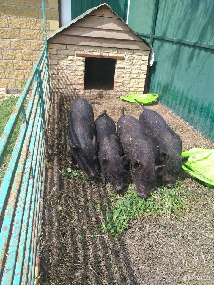 Вьетнамские свиньи купить на Зозу.ру - фотография № 8