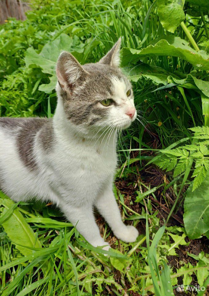 Молодой деревенский кот купить на Зозу.ру - фотография № 1