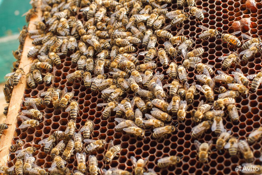 Пчелы(семья) купить на Зозу.ру - фотография № 2