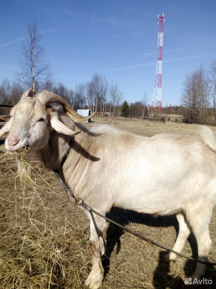 Породистый козёл купить на Зозу.ру - фотография № 1