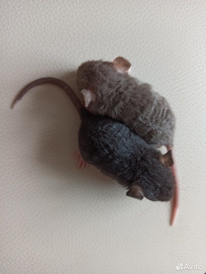 Крысы милые купить на Зозу.ру - фотография № 5