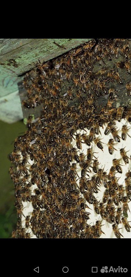 Рои пчёл 1000 за кг купить на Зозу.ру - фотография № 1