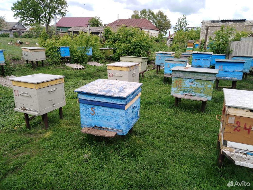 Продам пчел купить на Зозу.ру - фотография № 3