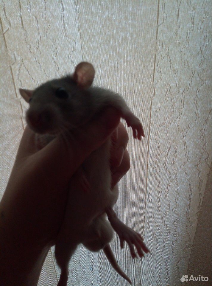 Продам крысят купить на Зозу.ру - фотография № 2
