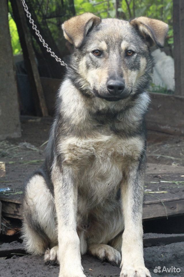Подрощенный щенок купить на Зозу.ру - фотография № 3