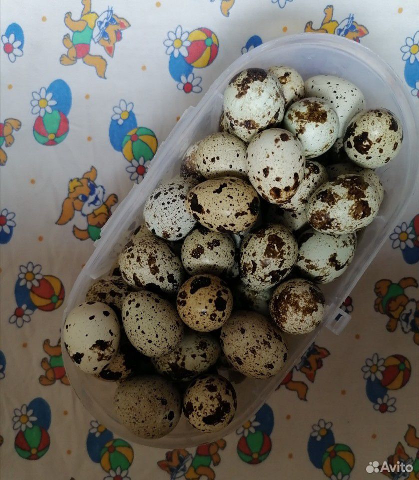 Яйца перепелиные купить на Зозу.ру - фотография № 6
