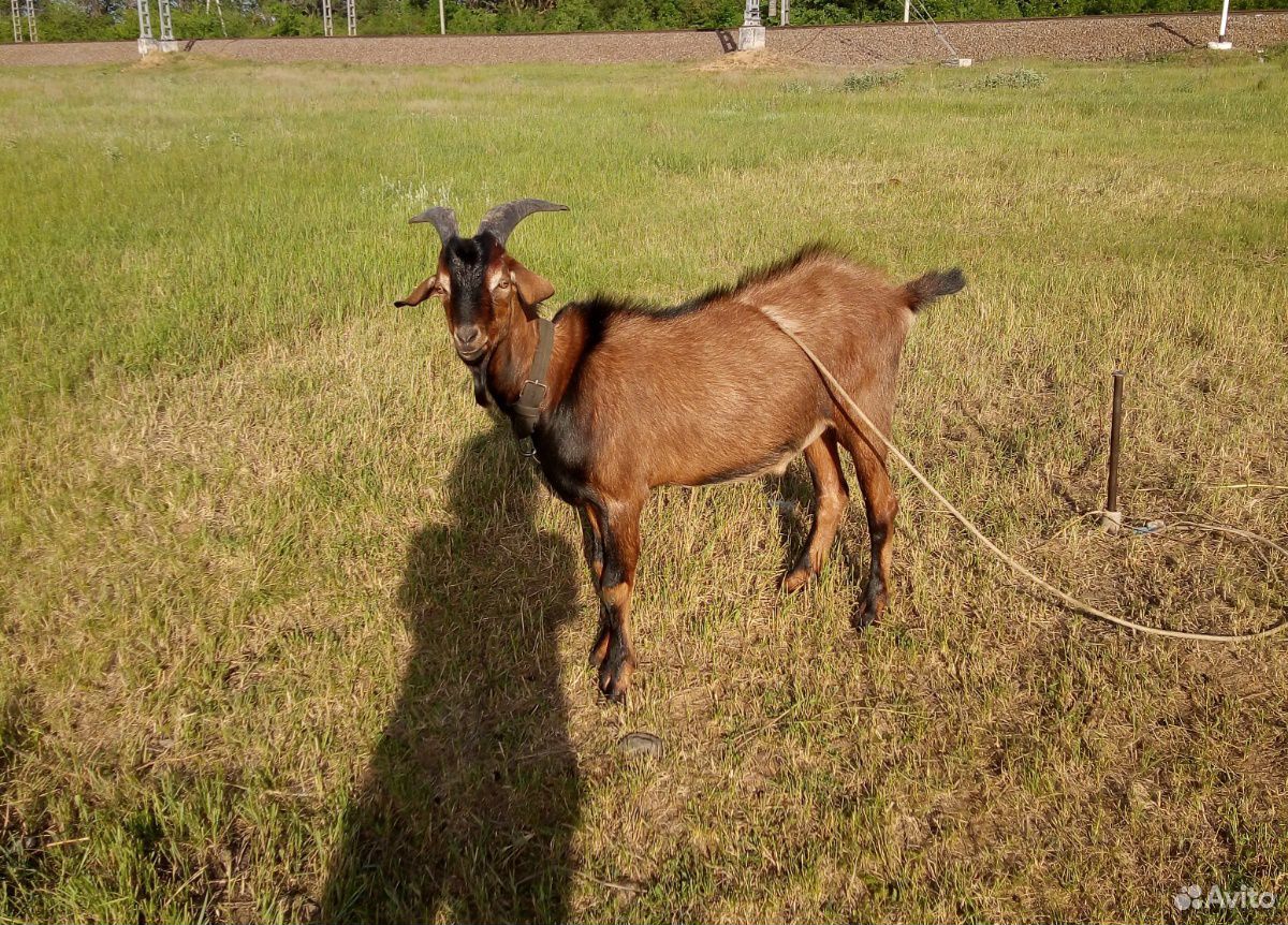 Чехо-нубийский козёл купить на Зозу.ру - фотография № 1