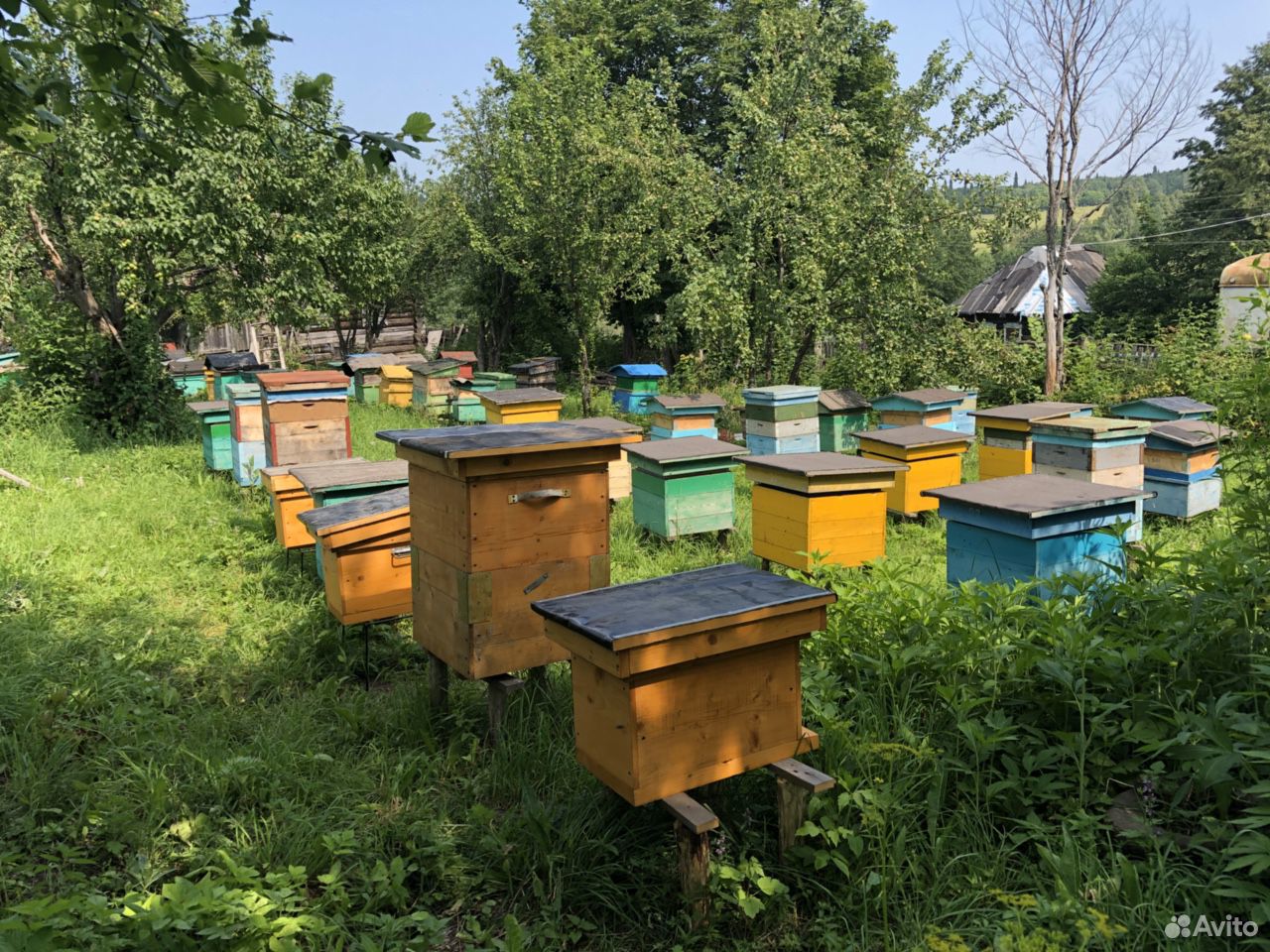 Ульи с пчёлами купить на Зозу.ру - фотография № 2