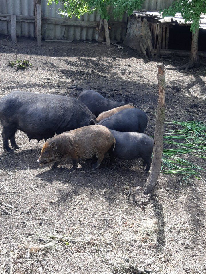 Вьетнамский вислобрюхий свинка купить на Зозу.ру - фотография № 4