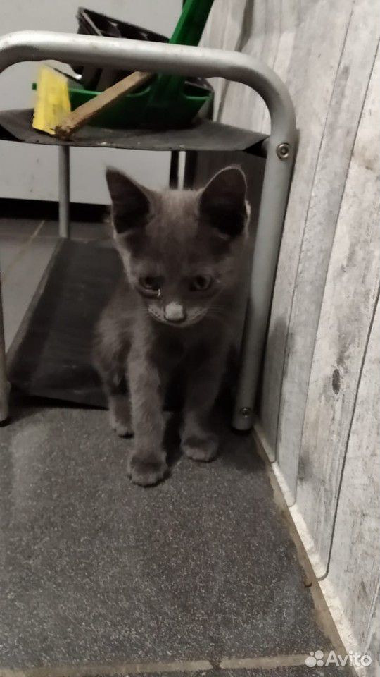 Красивый серый котенок купить на Зозу.ру - фотография № 1
