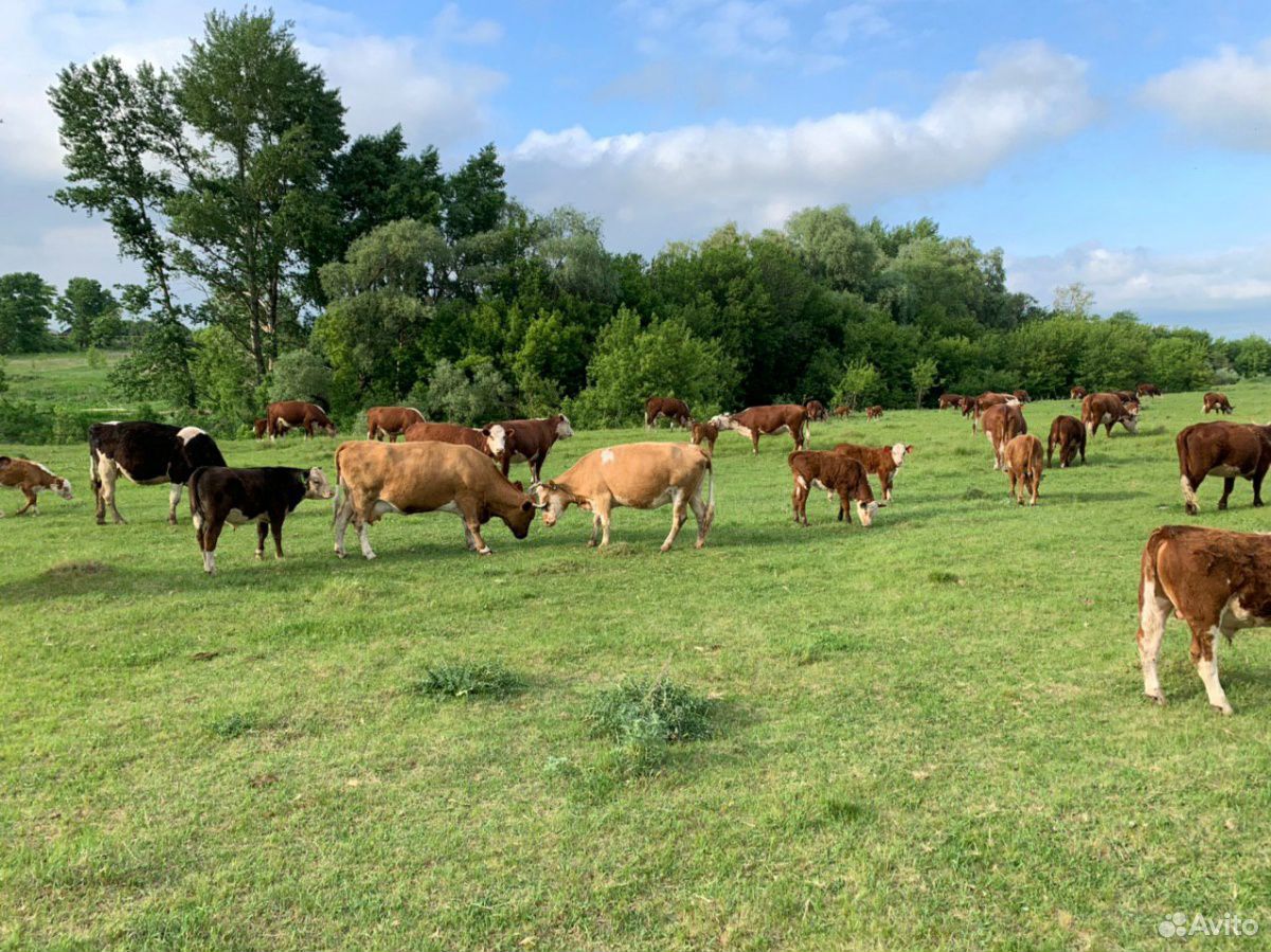 130 коров, быков, теленков купить на Зозу.ру - фотография № 6