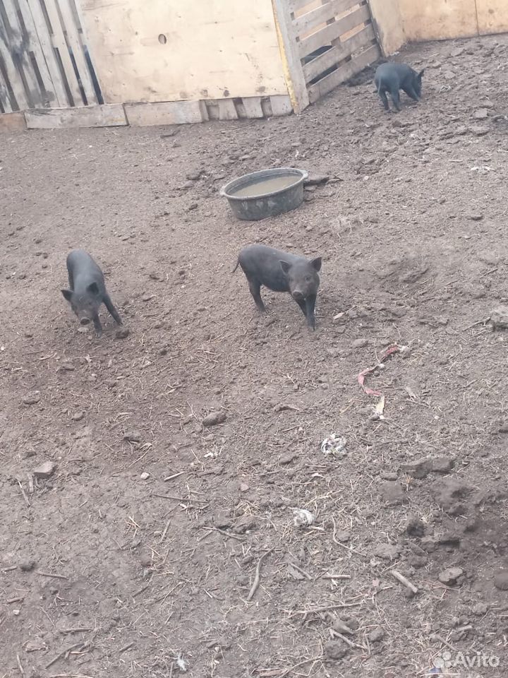 Свиньи купить на Зозу.ру - фотография № 4