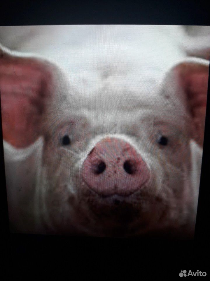 Продам свиней, мясо свинины купить на Зозу.ру - фотография № 1
