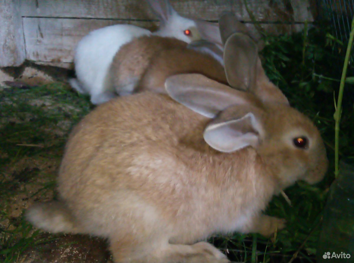 Кролики мясных пород купить на Зозу.ру - фотография № 4