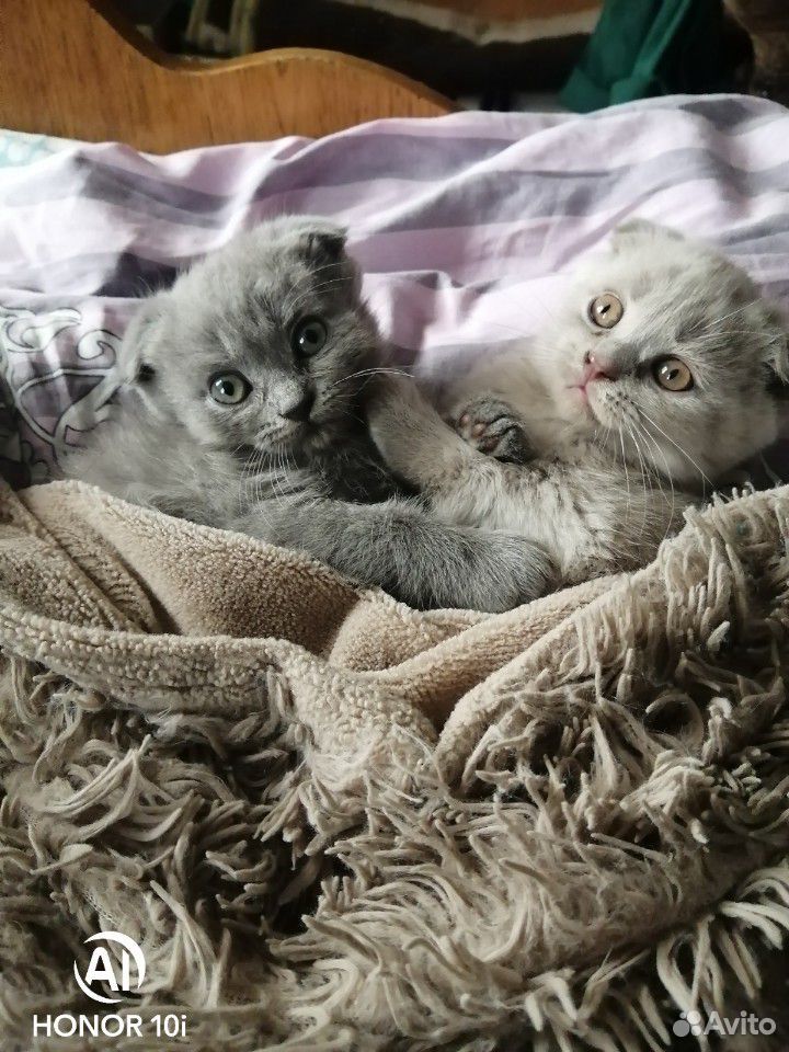 Британские котятки купить на Зозу.ру - фотография № 1