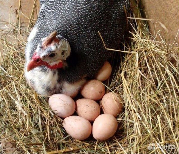 Яйца цесарки купить на Зозу.ру - фотография № 1