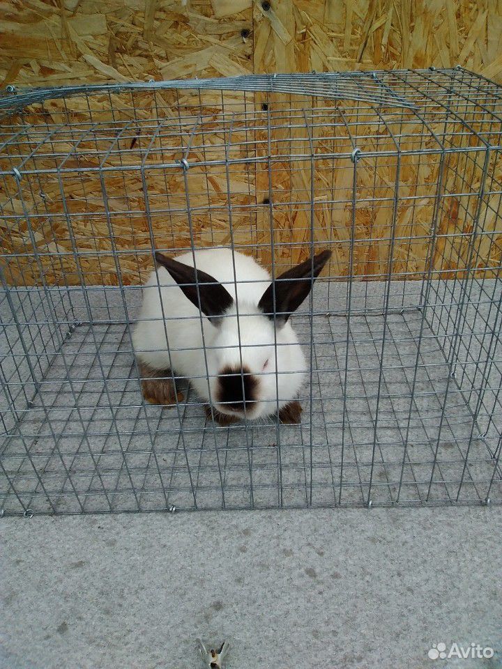 Клетка для кролика купить на Зозу.ру - фотография № 5