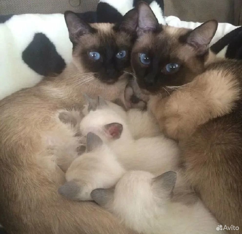 Семья сиамских кошек