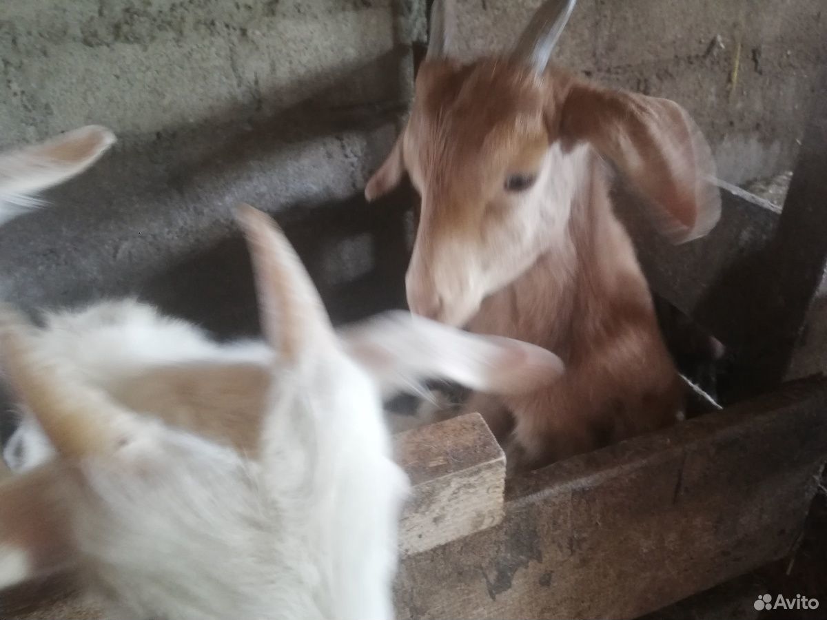 Козлята, козы купить на Зозу.ру - фотография № 3