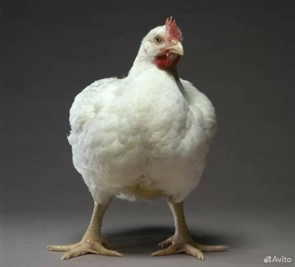 Цыплята кобб 500(Чехия) купить на Зозу.ру - фотография № 1