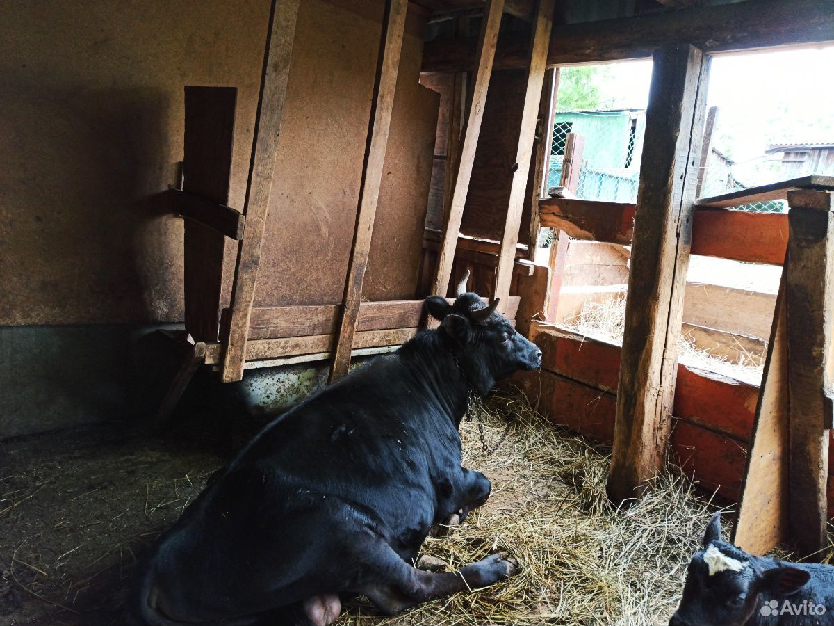 Джерсийский бык купить на Зозу.ру - фотография № 2