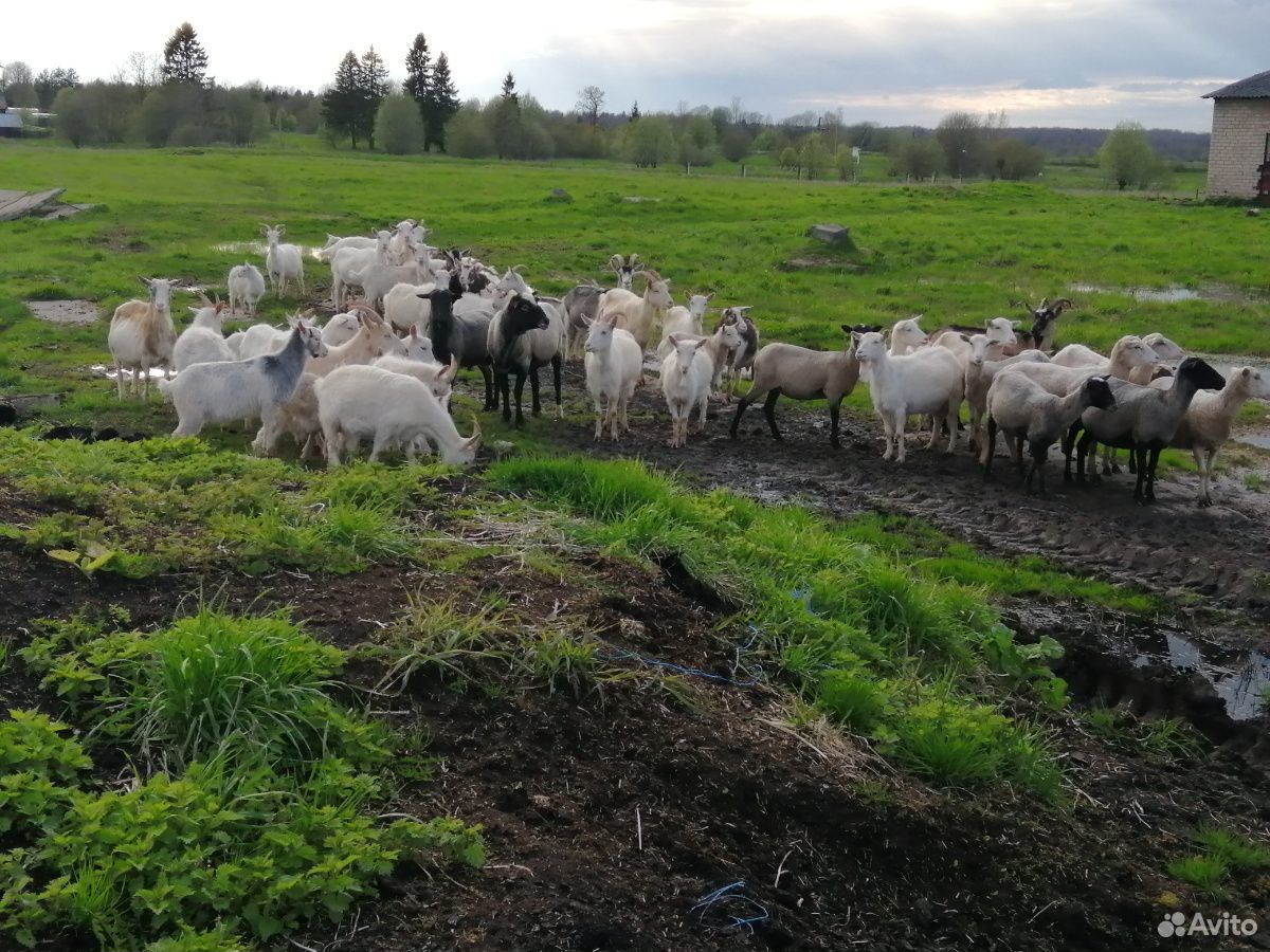 Овцы, козы дойные купить на Зозу.ру - фотография № 1