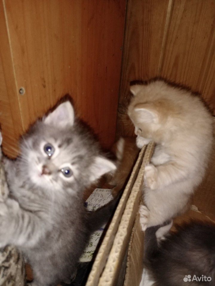 Котята миляги (окрас серый и рыжий) купить на Зозу.ру - фотография № 2