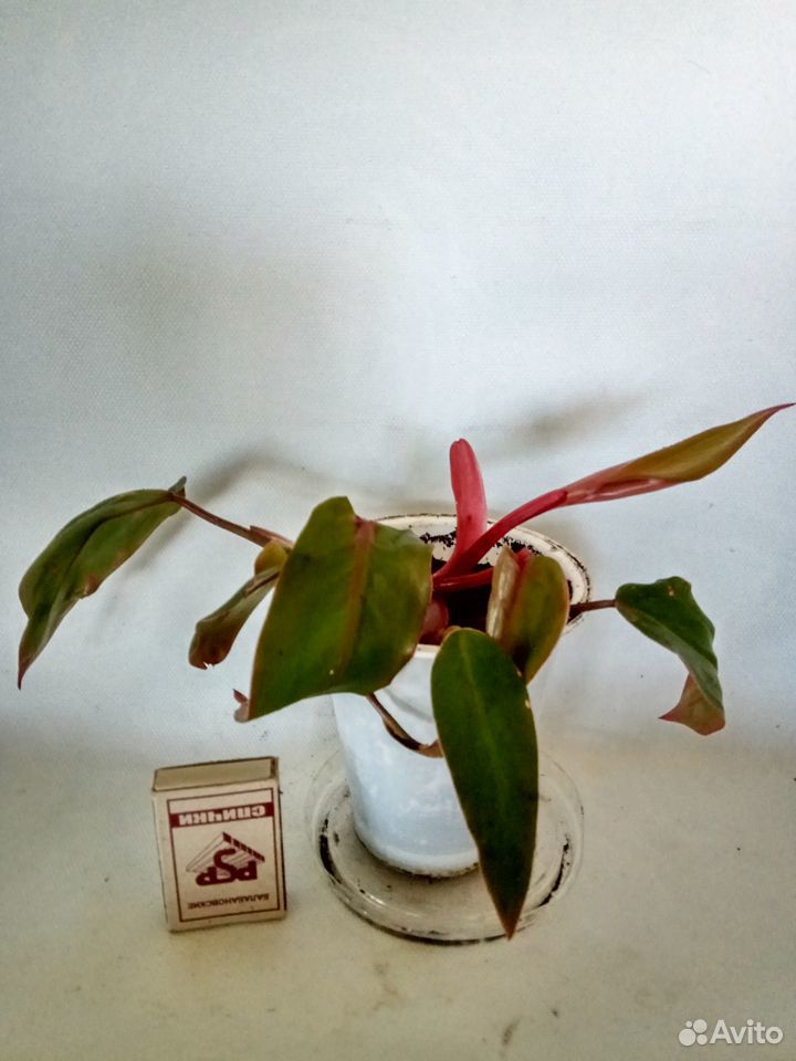 Комнатные растения - филодендрон краснеющий и др купить на Зозу.ру - фотография № 8