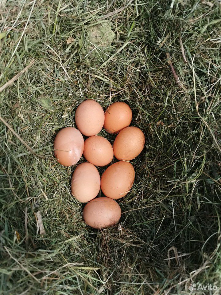 Яйца домашних курочек купить на Зозу.ру - фотография № 1
