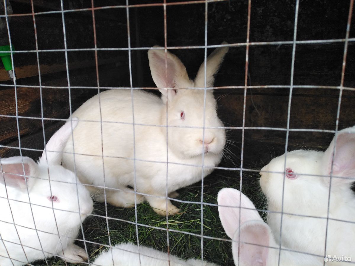 Кролики новозеландские белые купить на Зозу.ру - фотография № 2