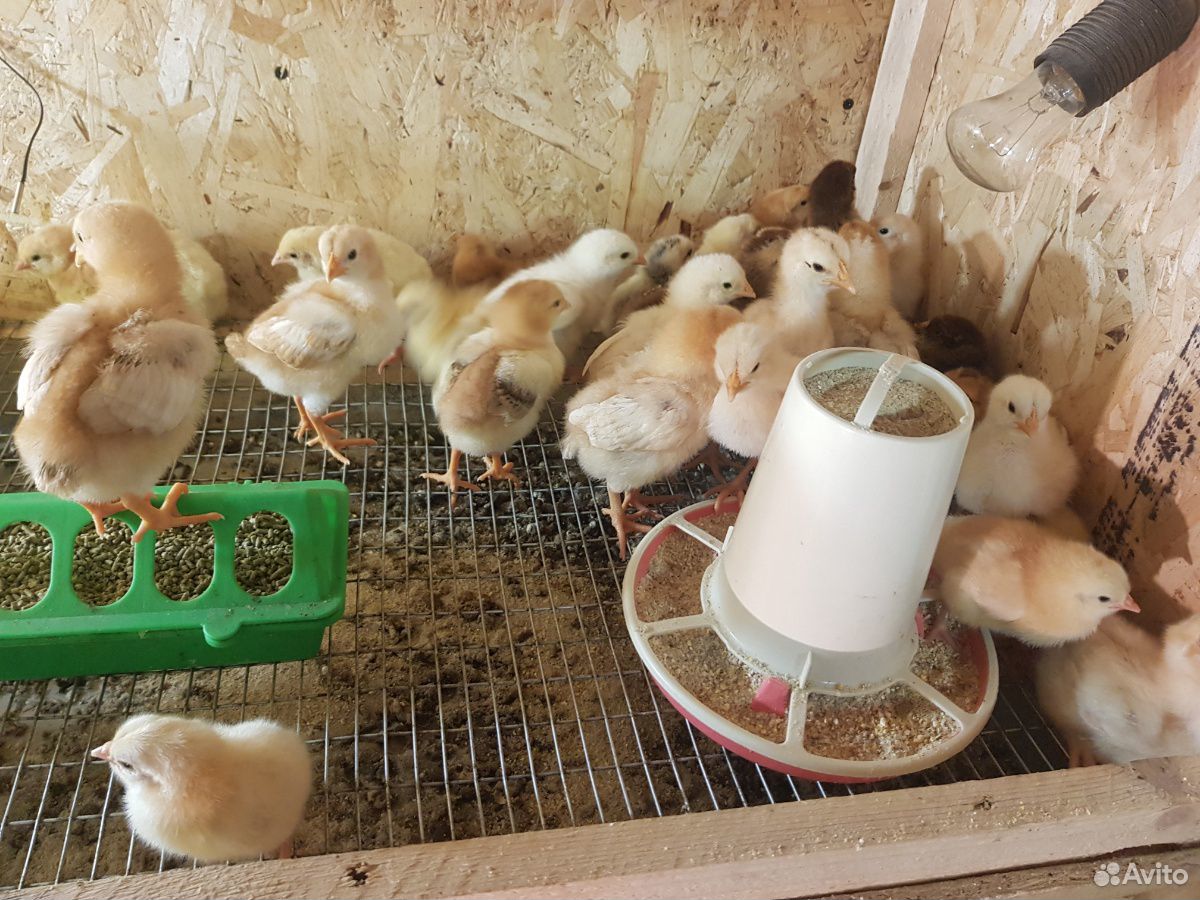 Продам цыплят от домашних несушек купить на Зозу.ру - фотография № 3