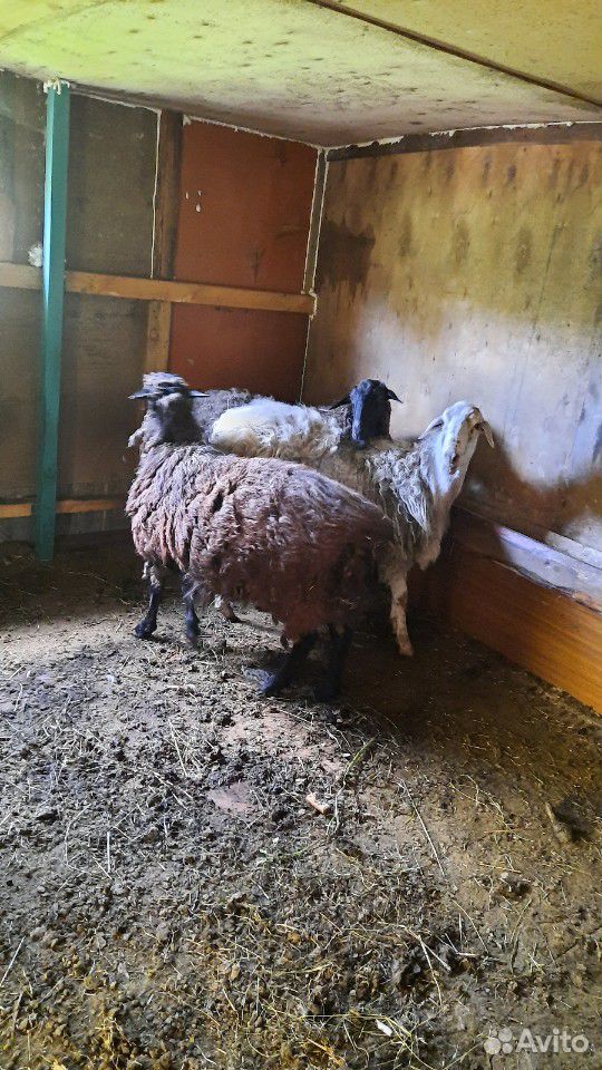 Продам две овцы курдюшные и баран курдюшный купить на Зозу.ру - фотография № 2