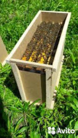 Пчелопакеты, пчелосемьи купить на Зозу.ру - фотография № 2