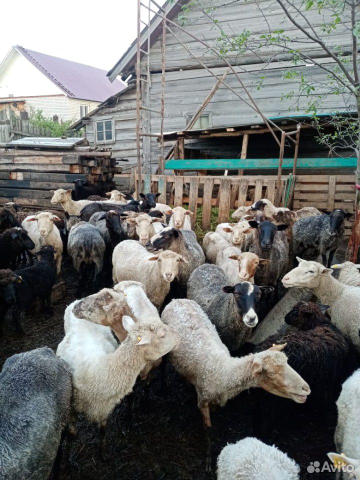 Овцы на племя или на мясо купить на Зозу.ру - фотография № 1