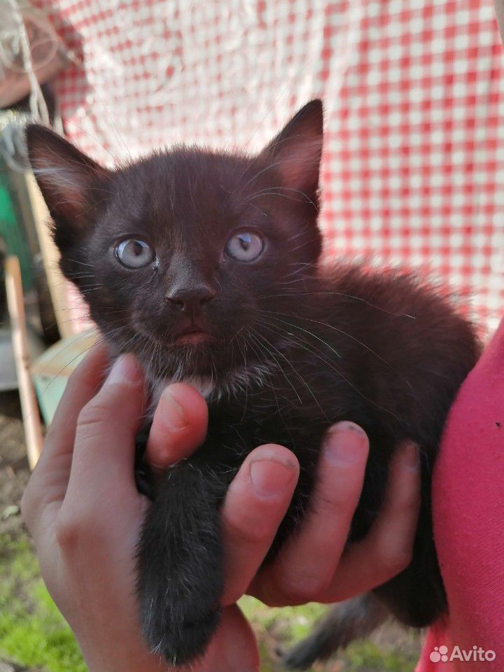 Котик черненький купить на Зозу.ру - фотография № 1