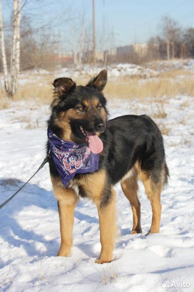 Очаровательный пёс из приюта ищет хозяина купить на Зозу.ру - фотография № 1