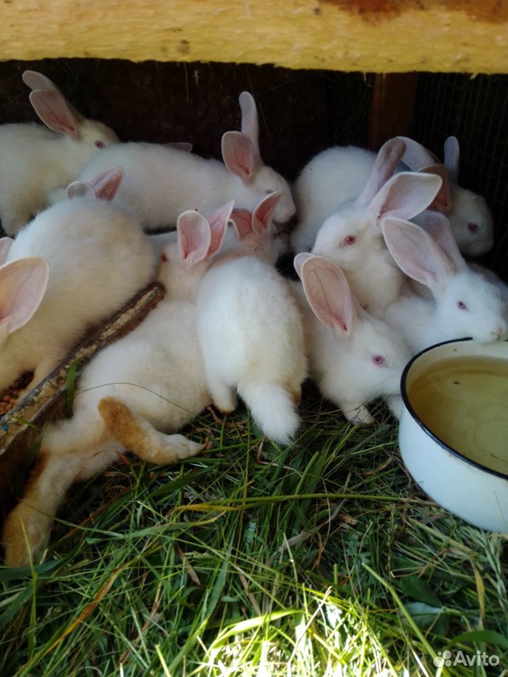 Продаю кроликов купить на Зозу.ру - фотография № 3
