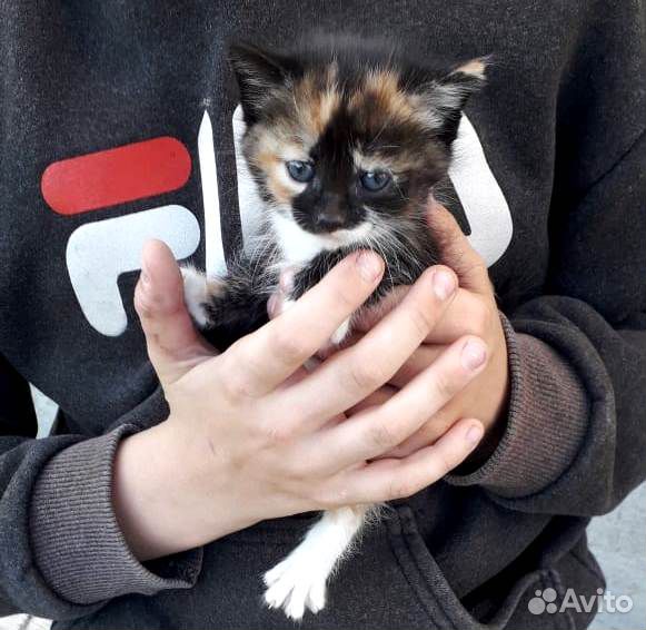 Котята кошки-крысоловки купить на Зозу.ру - фотография № 1