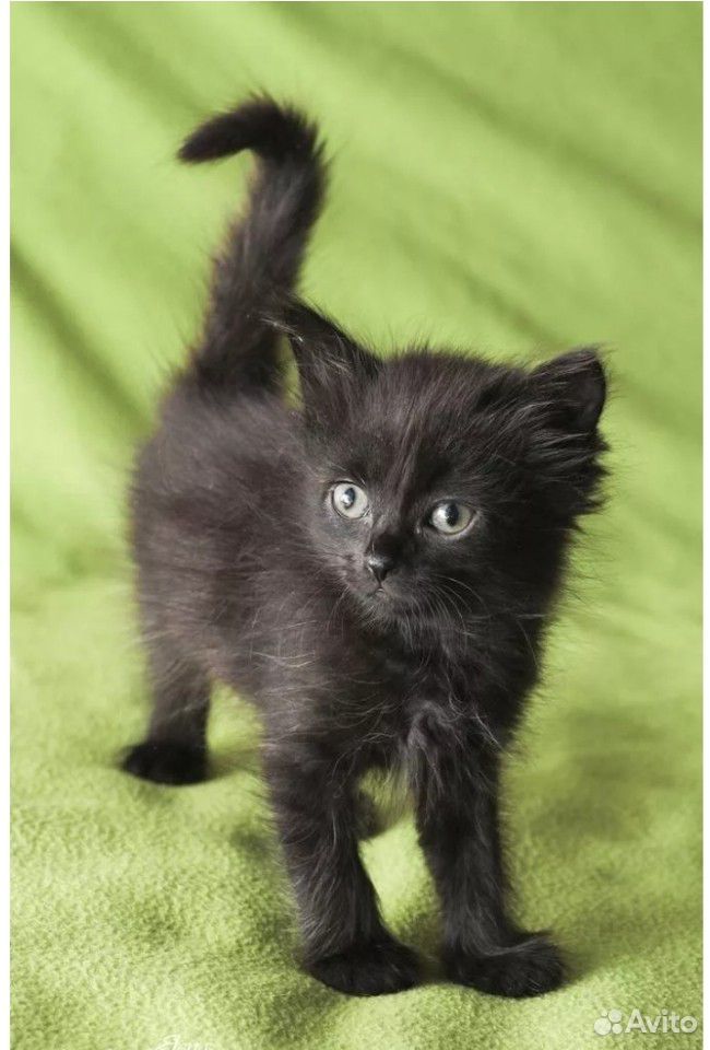 Чёрный котёнок купить на Зозу.ру - фотография № 1
