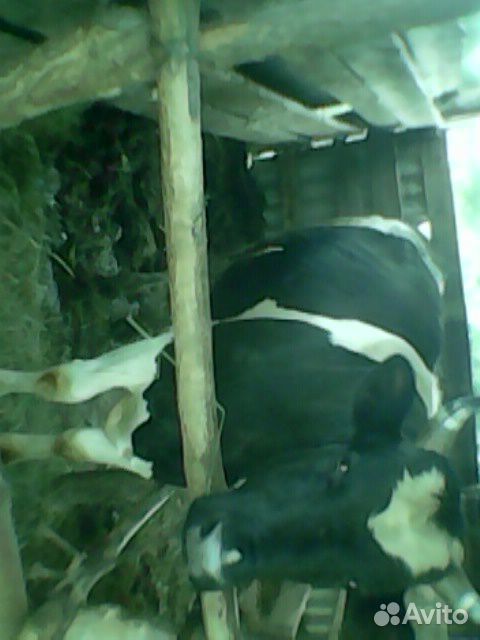 Продам или обменяю на ягнят молочных коров.Бык на купить на Зозу.ру - фотография № 6