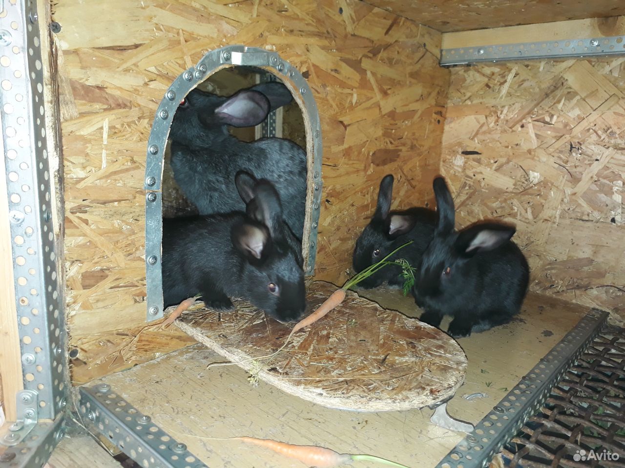 Кролики купить на Зозу.ру - фотография № 5
