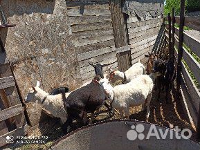 Дойные козы продам купить на Зозу.ру - фотография № 1