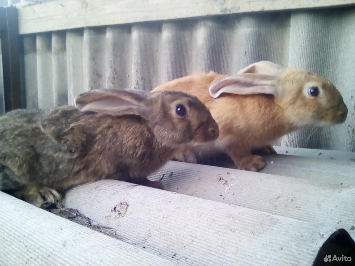 Кролики от 3 месяцев купить на Зозу.ру - фотография № 2