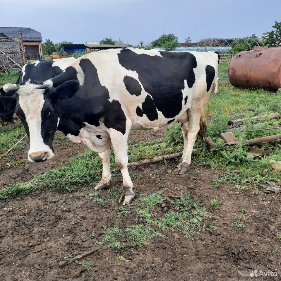 Коровы телки купить на Зозу.ру - фотография № 3