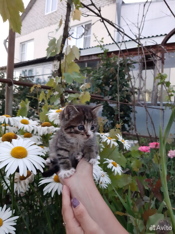 Кошечка хищница купить на Зозу.ру - фотография № 2