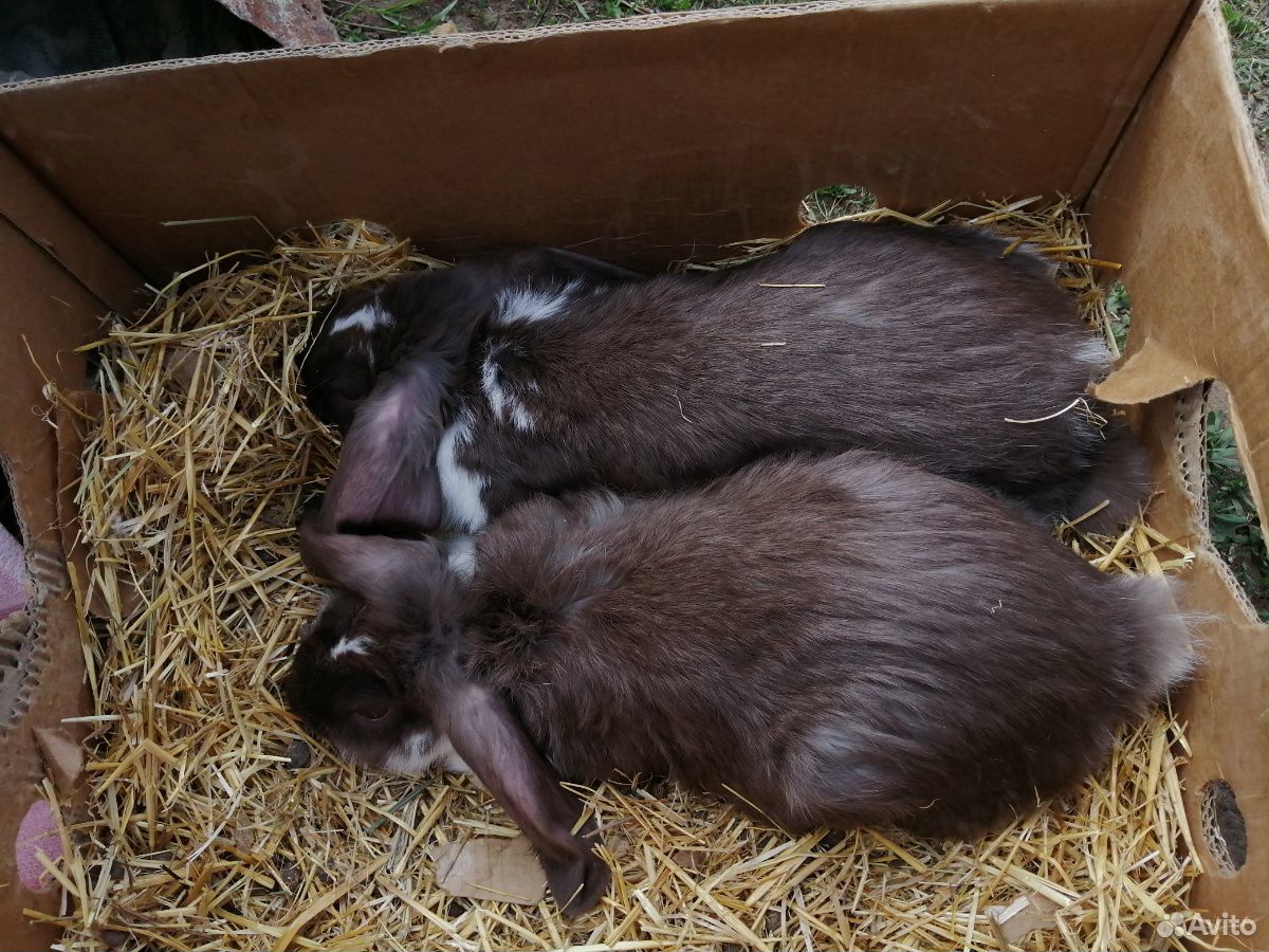 Кролики французский баран купить на Зозу.ру - фотография № 5