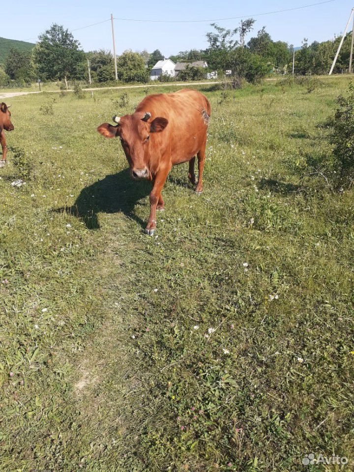Коровы купить на Зозу.ру - фотография № 8