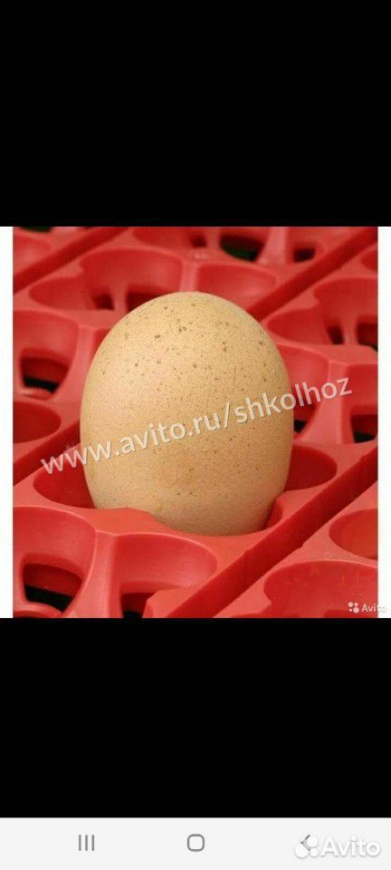 Инкубатор на 49 яиц купить на Зозу.ру - фотография № 7